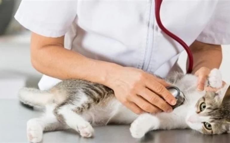 Department of Animal Medicine